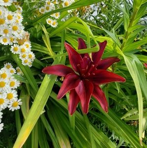 Meet your Posher, Annie